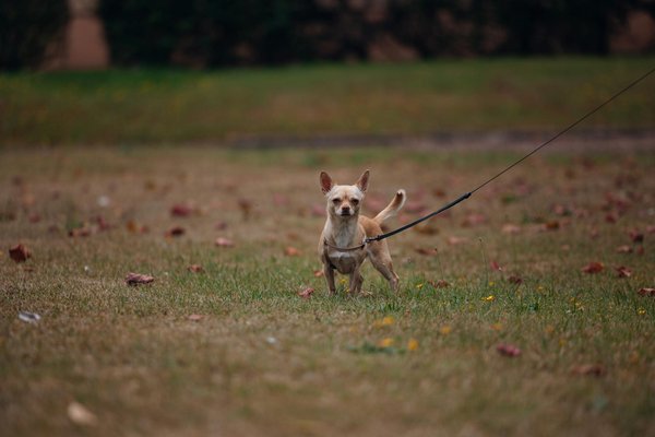 L'hibernation chez les reptiles : tout ce que vous devez savoir