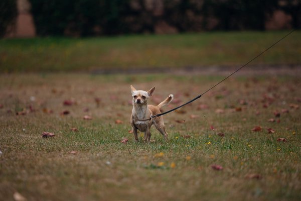 DIY : Fabriquer un arbre à chat pour votre Maine Coon