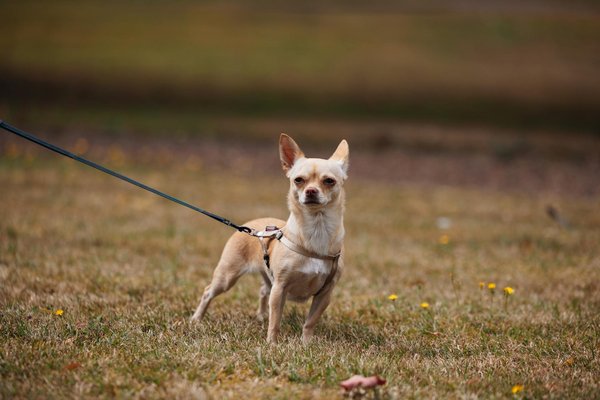 Choisissez votre peluche dinosaure préférée parmi notre sélection !