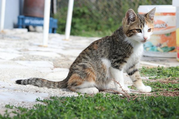 Des peluches dinosaure adorables pour tous les goûts !