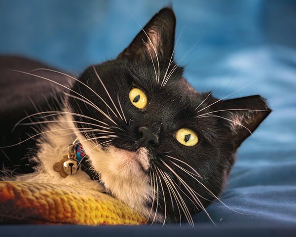 L'impact de la pandémie sur les pensions pour chiens