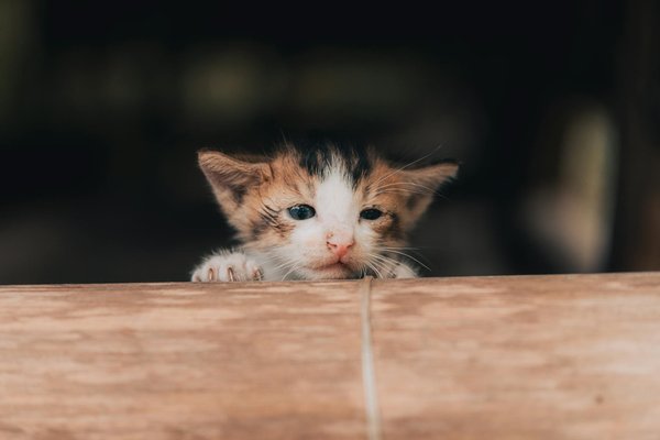 Chien détecteur de punaises de lit : tarifs selon votre logement