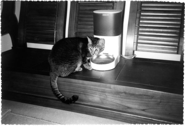 Top 5 conseils pour sélectionner une fontaine filtrée pour chat