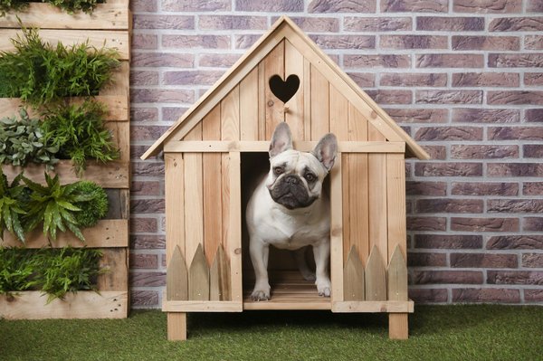 Top niches imperméables pour chiens : guide d'achat et conseils